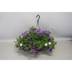 Hangpotten 23 cm Calibrachoa Mix Voltaire