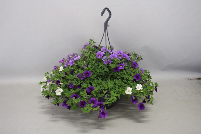 <h4>Hangpotten 23 cm Calibrachoa Mix Voltaire</h4>
