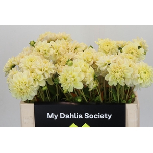Dahlia Champagne