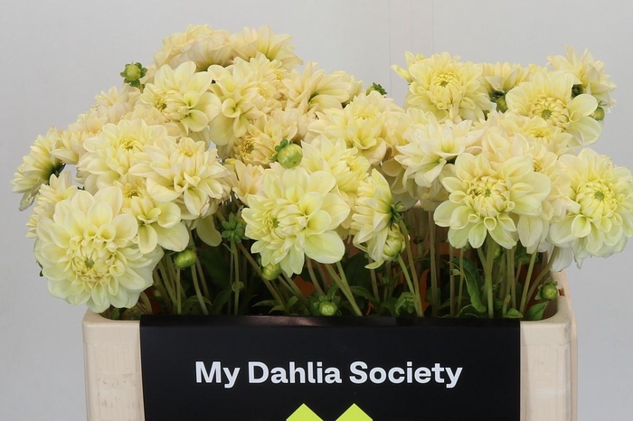 <h4>Dahlia Champagne</h4>