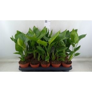 Strelitzia reg.
