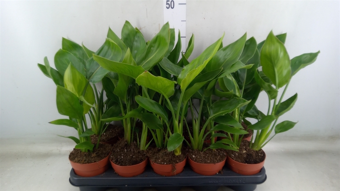 <h4>Strelitzia reg.</h4>