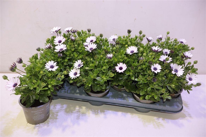 <h4>Osteo Ov White</h4>