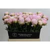 Paeonia Pillow Talk