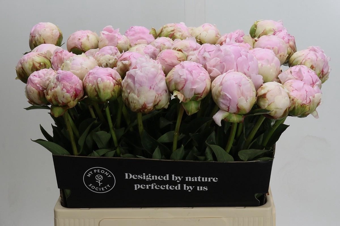 <h4>Paeonia Pillow Talk</h4>