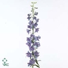 Delph Guard Lavender Marginpar