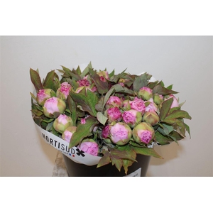 Paeo L Boom Roze P Stem