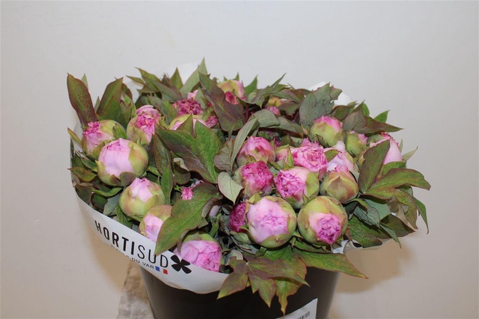 <h4>Paeo L Boom Roze P Stem</h4>