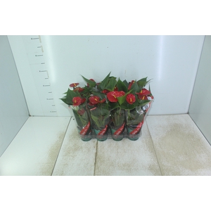 ANTHURIUM RED SUCCESS P09