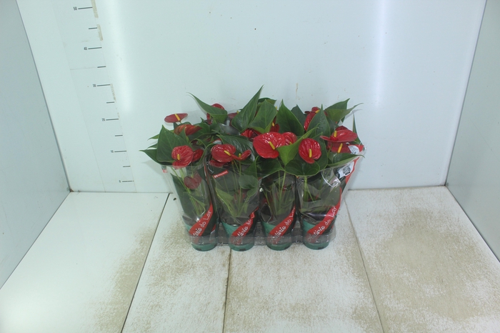 <h4>ANTHURIUM RED SUCCESS P09</h4>