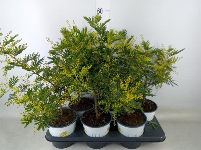 <h4>Acacia paradoxa</h4>