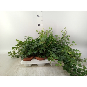 Hedera helix 'Wonder'