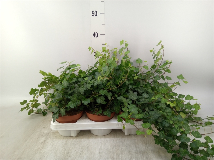 <h4>Hedera helix 'Wonder'</h4>
