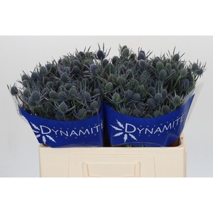 Eryngium Blue Dynamite