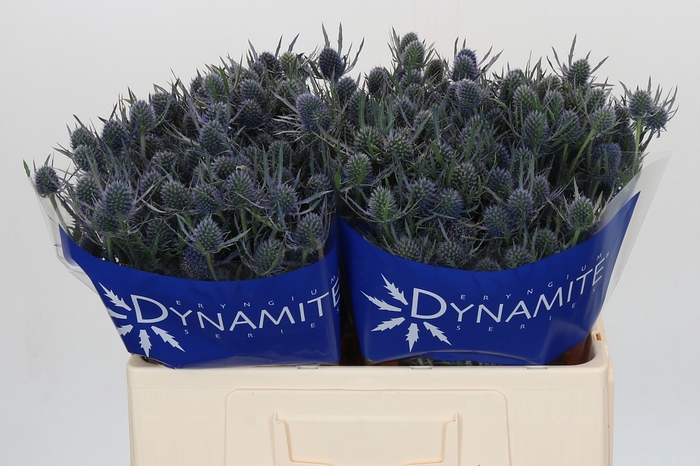 <h4>Eryngium Blue Dynamite</h4>