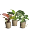 Philodendron Collection p 11