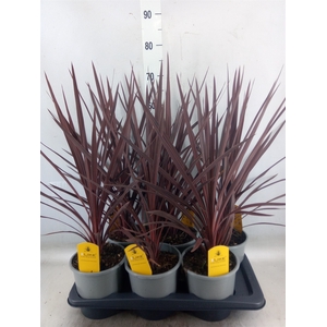 Cordyline austr. 'Red Star'