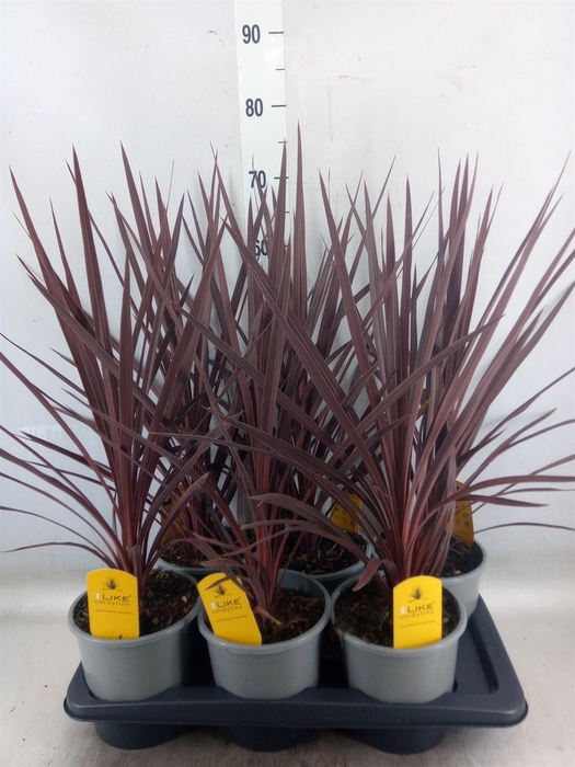 <h4>Cordyline austr. 'Red Star'</h4>