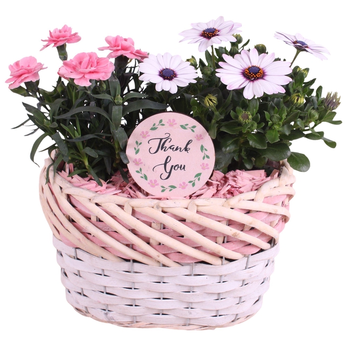 <h4>Mothersday Arr. Outdoor Willow Basket Oval Threetone Ø22cm 2PP</h4>