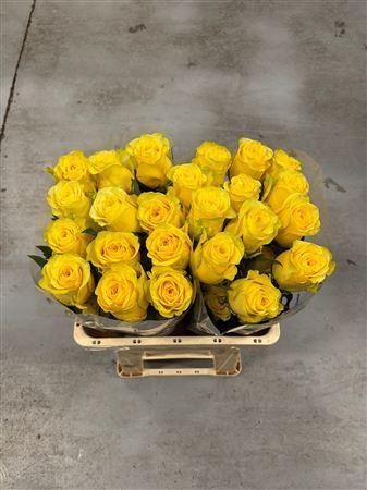 <h4>R Gr Rise N Shine</h4>