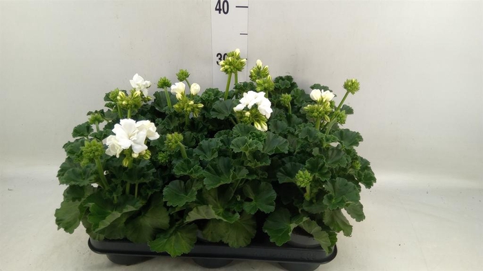 <h4>Pelargonium zona.   ...F1</h4>