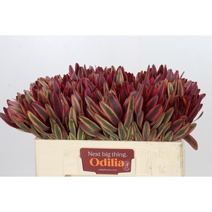Leucadendron Jester