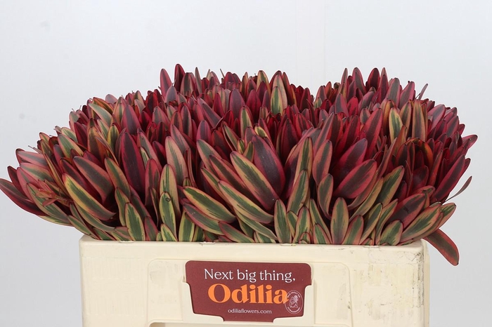 <h4>Leucadendron Jester</h4>