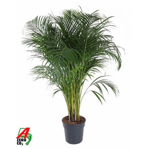 Dypsis Lutescens(Areca) P27