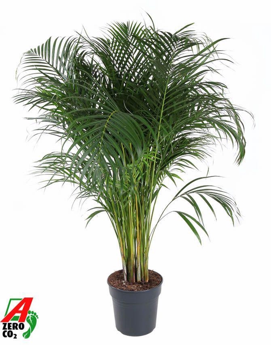 <h4>Dypsis Lutescens(Areca) P27</h4>