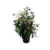 HIBISCUS COLORAMA P24