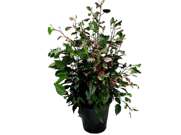 HIBISCUS COLORAMA P24