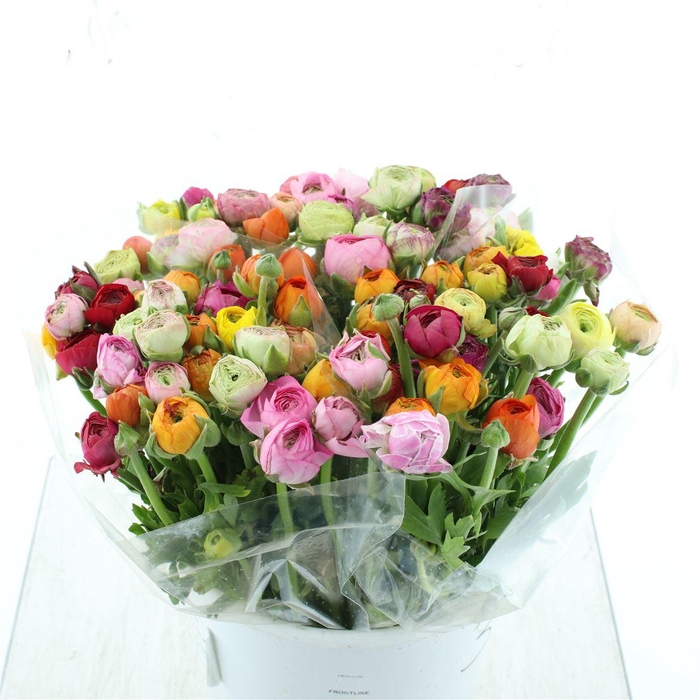 <h4>Ran Azuur Mix In Bunch</h4>