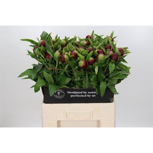 Paeonia red charm