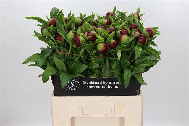 <h4>Paeonia red charm</h4>