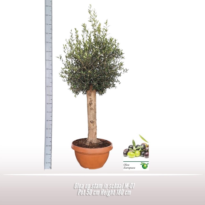 <h4>Olea europaea</h4>