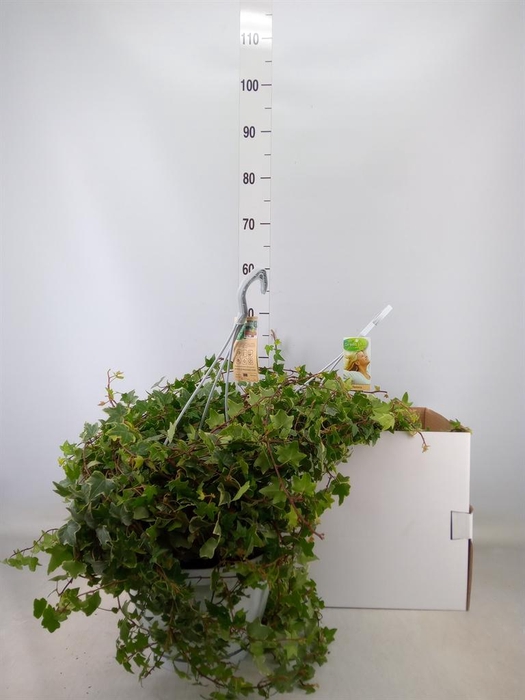 <h4>Hedera helix 'Eva'</h4>