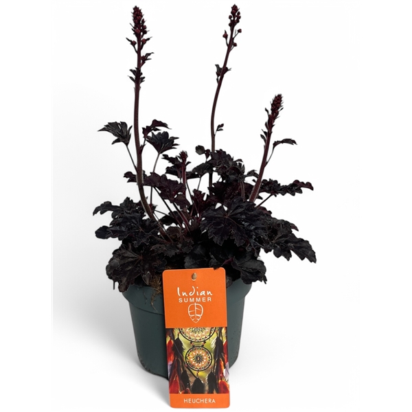 <h4>Heuchera 'Indian Summer' Blooming Black</h4>