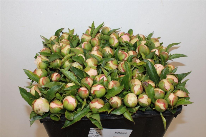 <h4>Paeo L Pecher</h4>