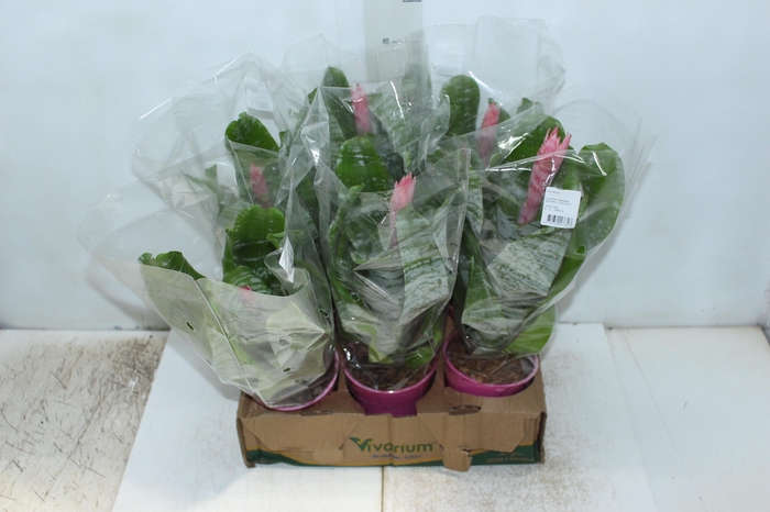 <h4>AECH FASCIATA P12</h4>