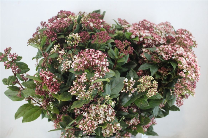 <h4>Viburnum Blooming Valery P Bunch</h4>