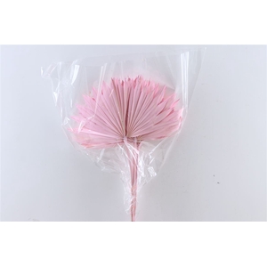 Dried Palm Sun 6pc L. Pink Bunch