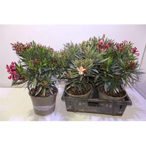 arr8 Nerium Oleander Ov