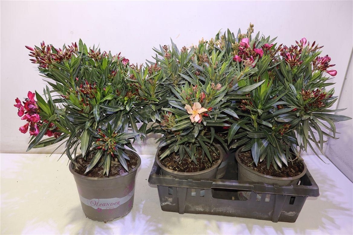 <h4>arr8 Nerium Oleander Ov</h4>