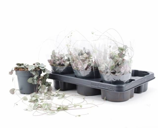 <h4>CEROPEGIA WOODII SUP</h4>