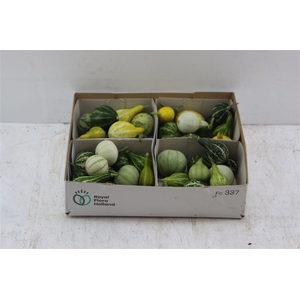 Sier Cucumis Kalabas Mini Mix X4