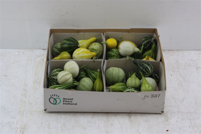 <h4>Sier Cucumis Kalabas Mini Mix X4</h4>