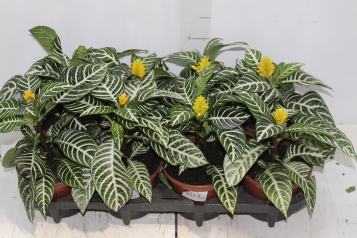 <h4>APHELANDRA COM FLOR P15 COM FLOR</h4>