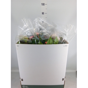 Anthurium   ...mix