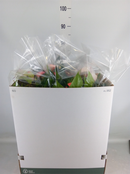 <h4>Anthurium   ...mix</h4>