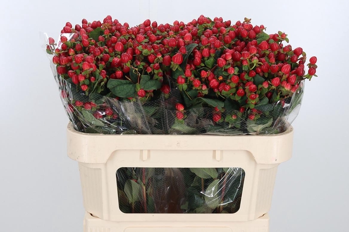 <h4>Hyp Mag Triumph</h4>